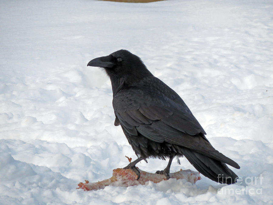 Raven found a meal Photograph by Cindy Murphy - NightVisions