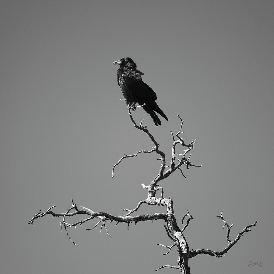 Raven III Photograph by David Gordon