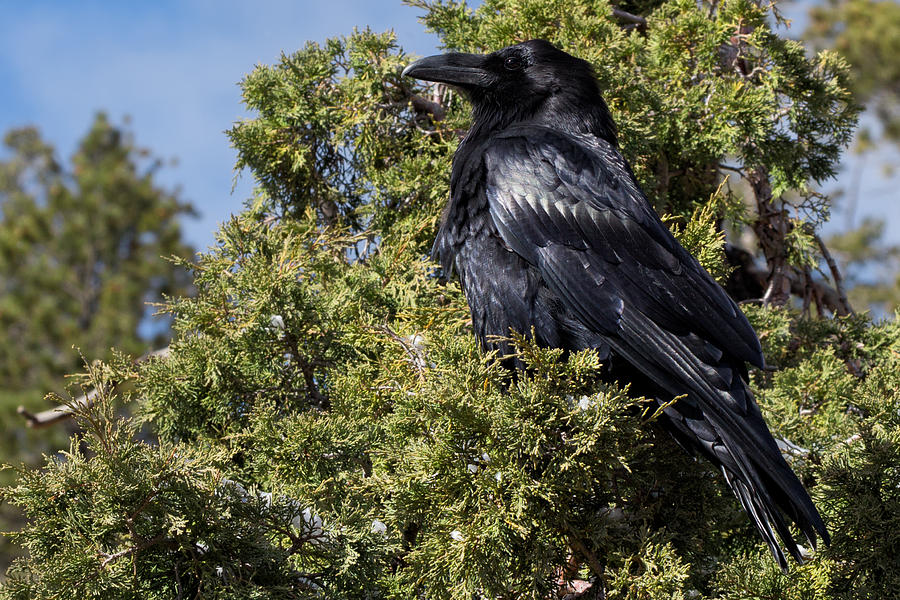 Raven in a Juniper at Bryce Photograph by Kathleen Bishop