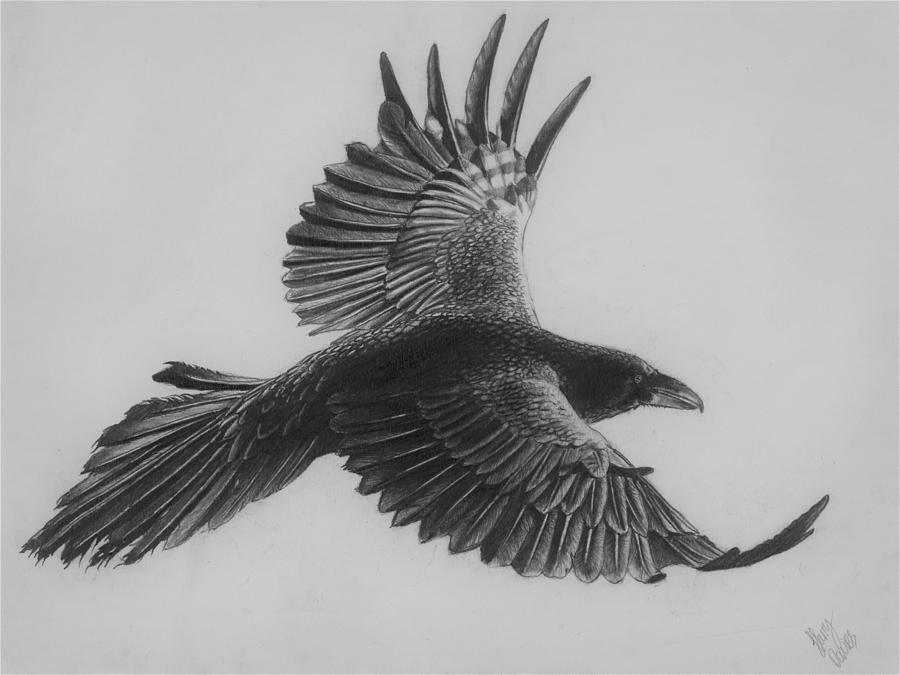 Raven in flight Drawing by Harry Davies