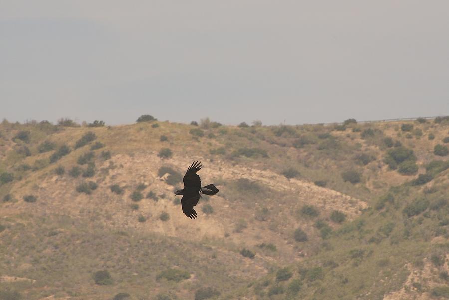 Raven In Flight I Photograph by Linda Brody