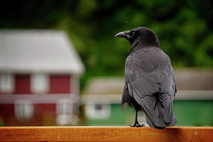 Wildlife Photograph - Raven in Telegraph Cove by Inge Riis McDonald