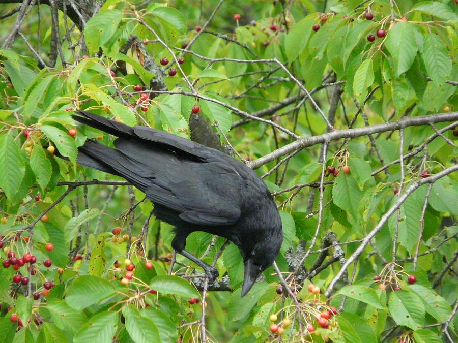 Raven in the Cherry Tree Photograph by Valerie Ornstein