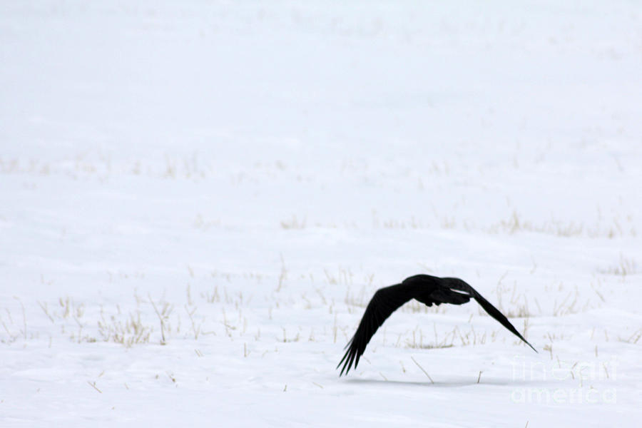 Raven in the Snow Photograph by Alyce Taylor