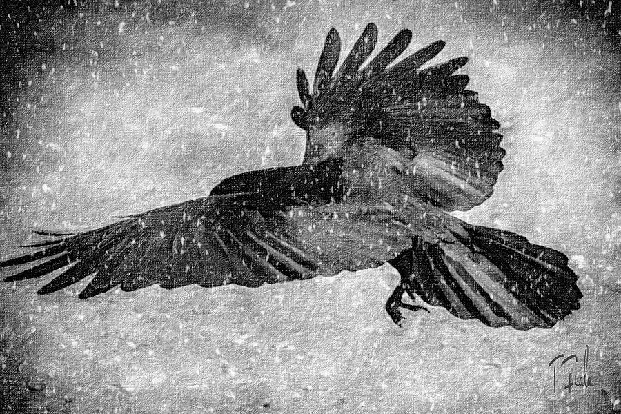 Raven in the snow