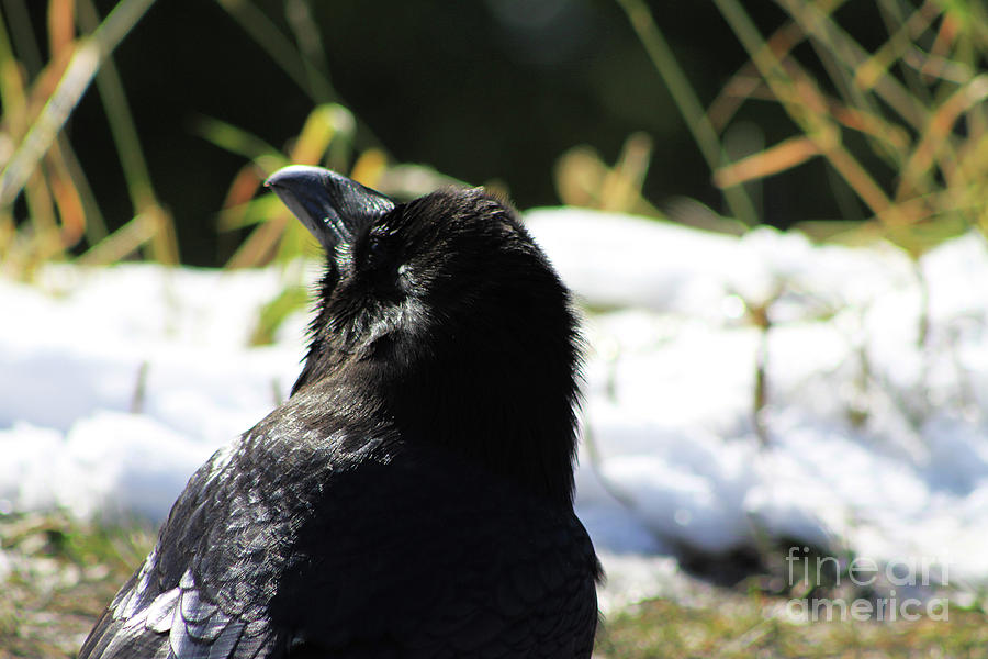 Raven in the Sun Photograph by Alyce Taylor