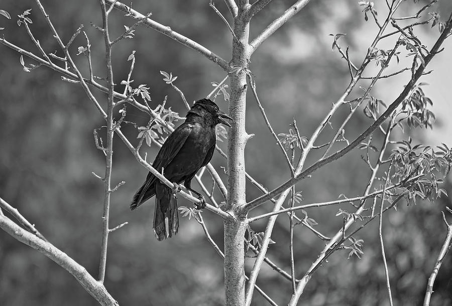 Raven In Tree - Black And White Photograph by HH Photography of Florida