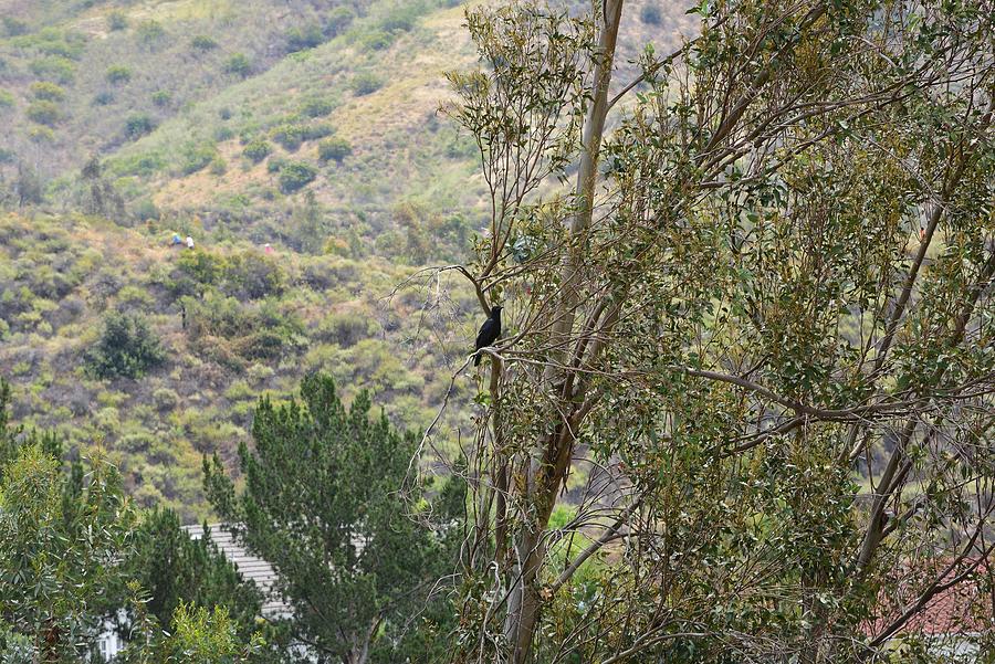 Raven in Tree I Photograph by Linda Brody