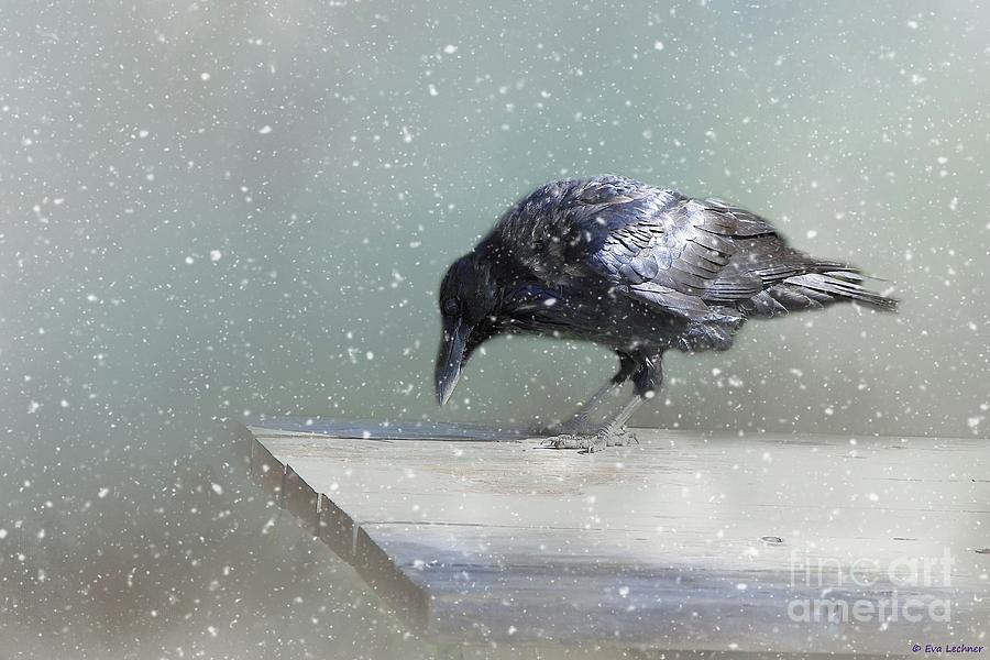 Raven in Winter Photograph by Eva Lechner