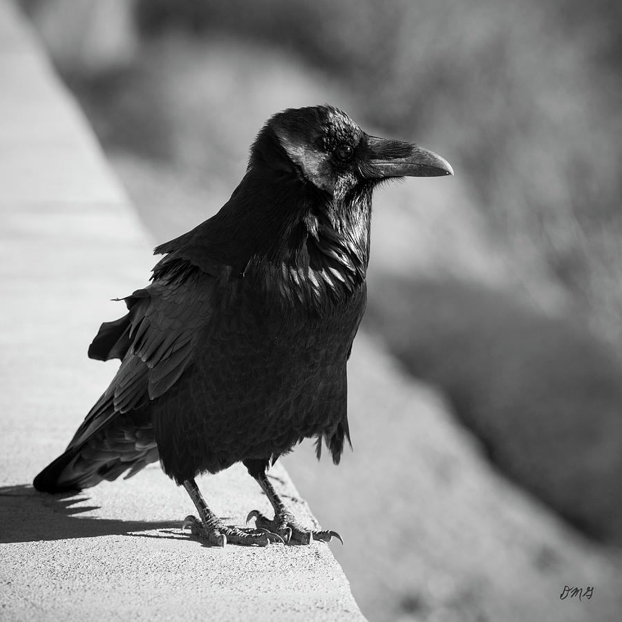 Raven IV BW Photograph by David Gordon