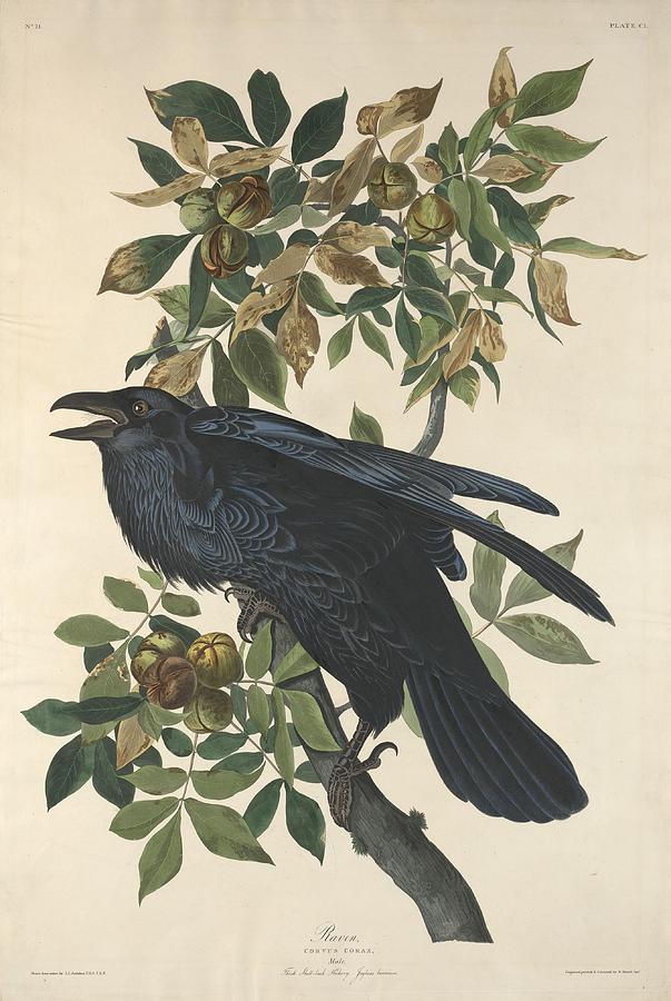 Raven Drawing by Dreyer Wildlife Print Collections 