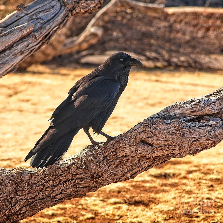 Raven Photograph by Jon Burch Photography