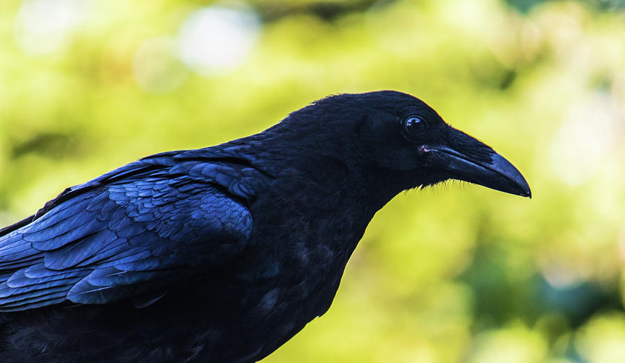 Raven Photograph by Jonny D