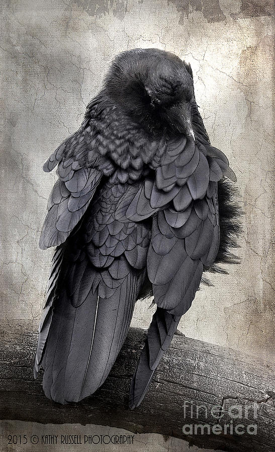 Raven Photograph by Kathy Russell