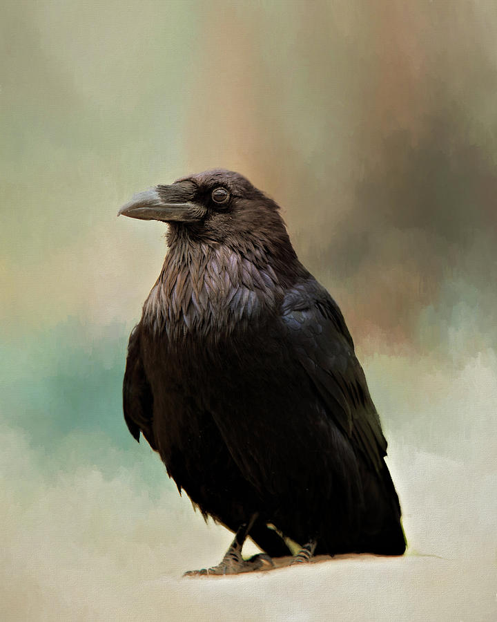 Blackbird Photograph - Raven by Lana Trussell