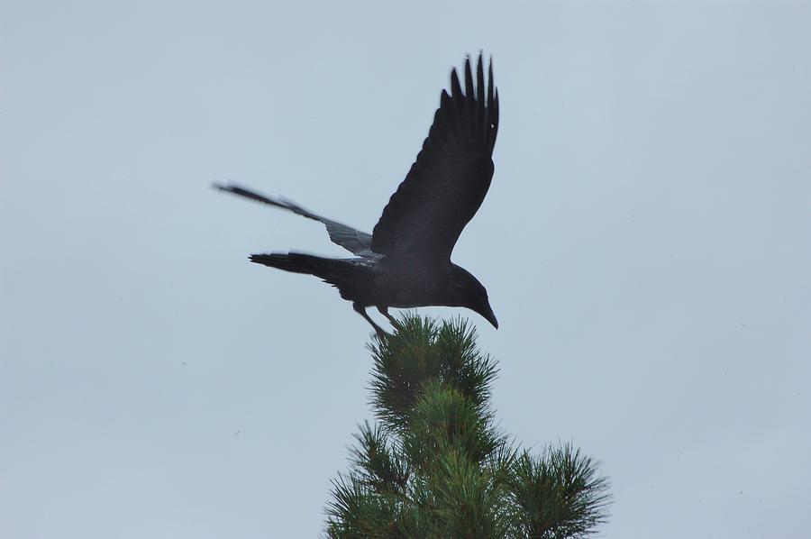 Raven Landing I Photograph by Linda Brody