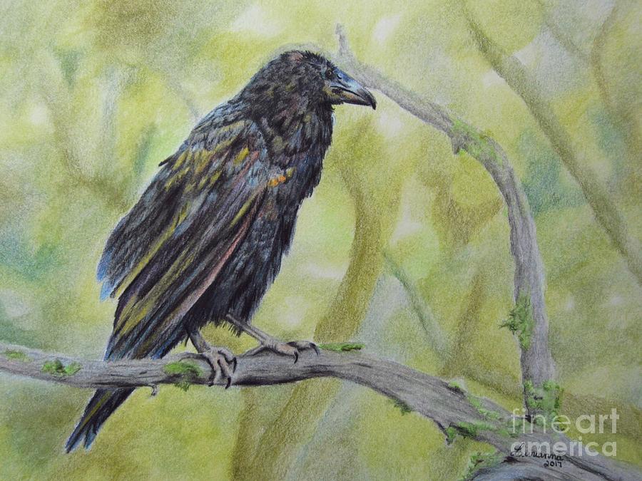 Raven Drawing by Laurianna Taylor