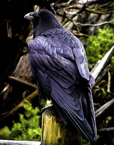 Raven Photograph by Linda Chambers - Fine Art America