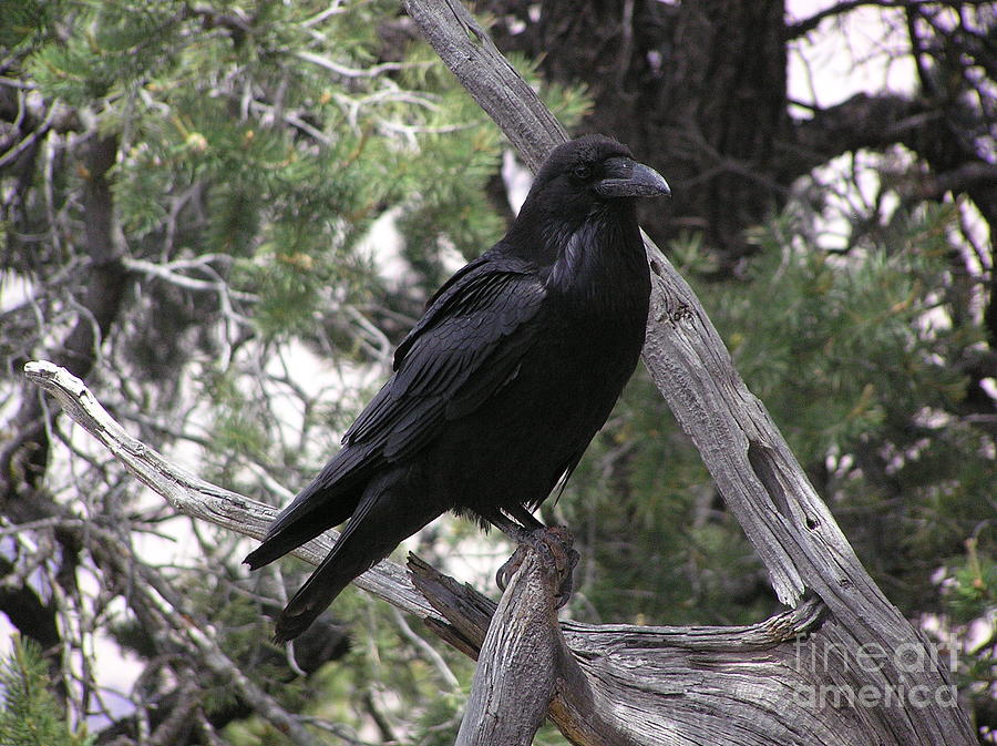 Raven Photograph by Louise Magno