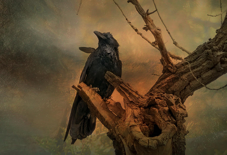 Raven Lover Photograph by Vicki Stansbury