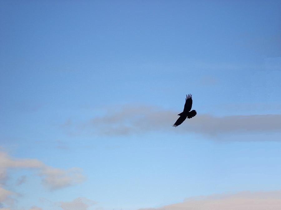 Raven  Photograph by Marilynne Bull
