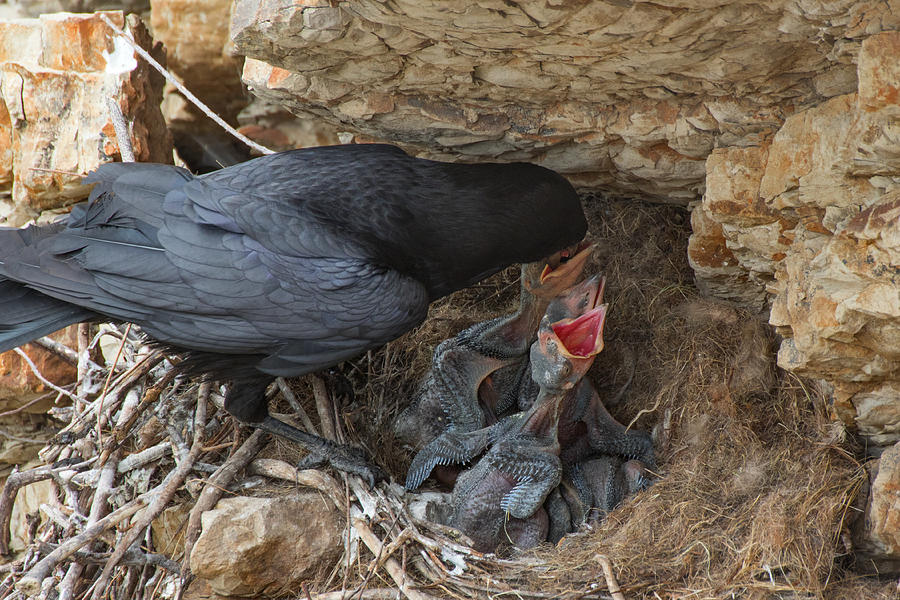 Raven Nestlings Feeding Photograph by Kathleen Bishop