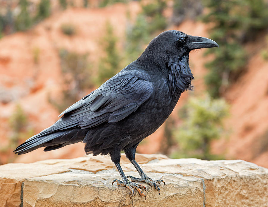 Raven Of The Canyon Photograph by Denise Bush