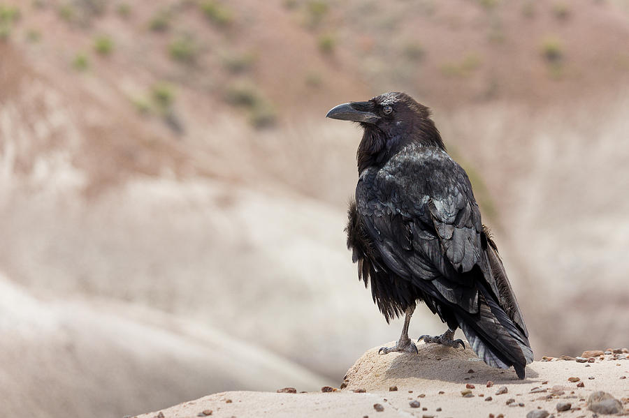 Raven of the Petrified Forest Photograph by Penny Meyers