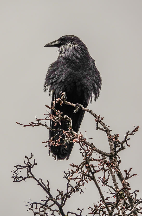 Raven on a Branch Photograph by Elizabeth Waitinas - Fine Art America
