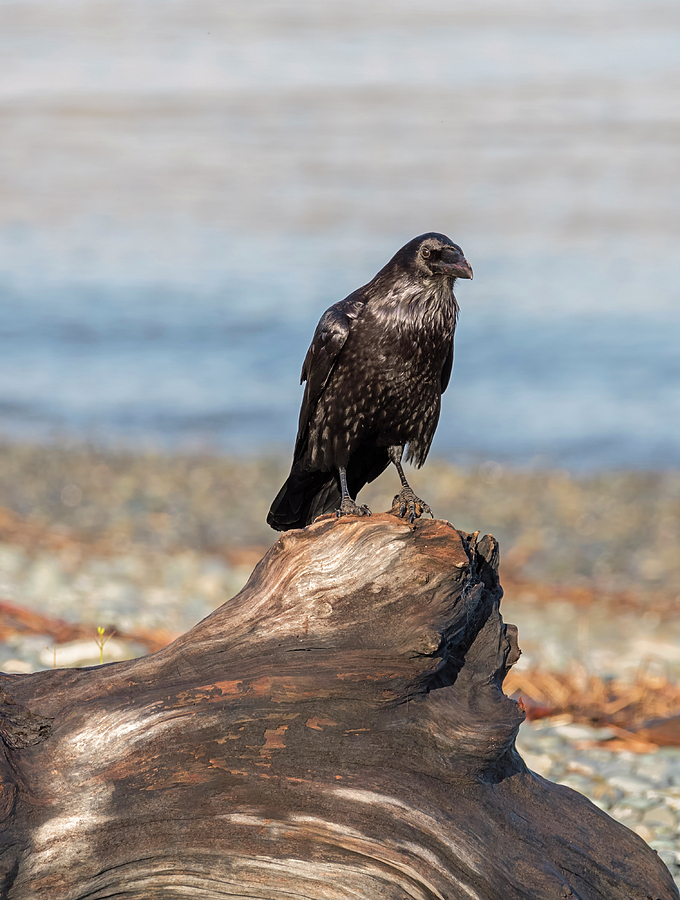 Raven on Driftwood Photograph by Loree Johnson