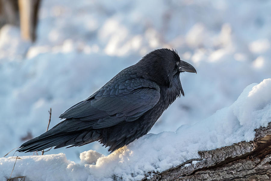 Raven Photograph by Paul Freidlund