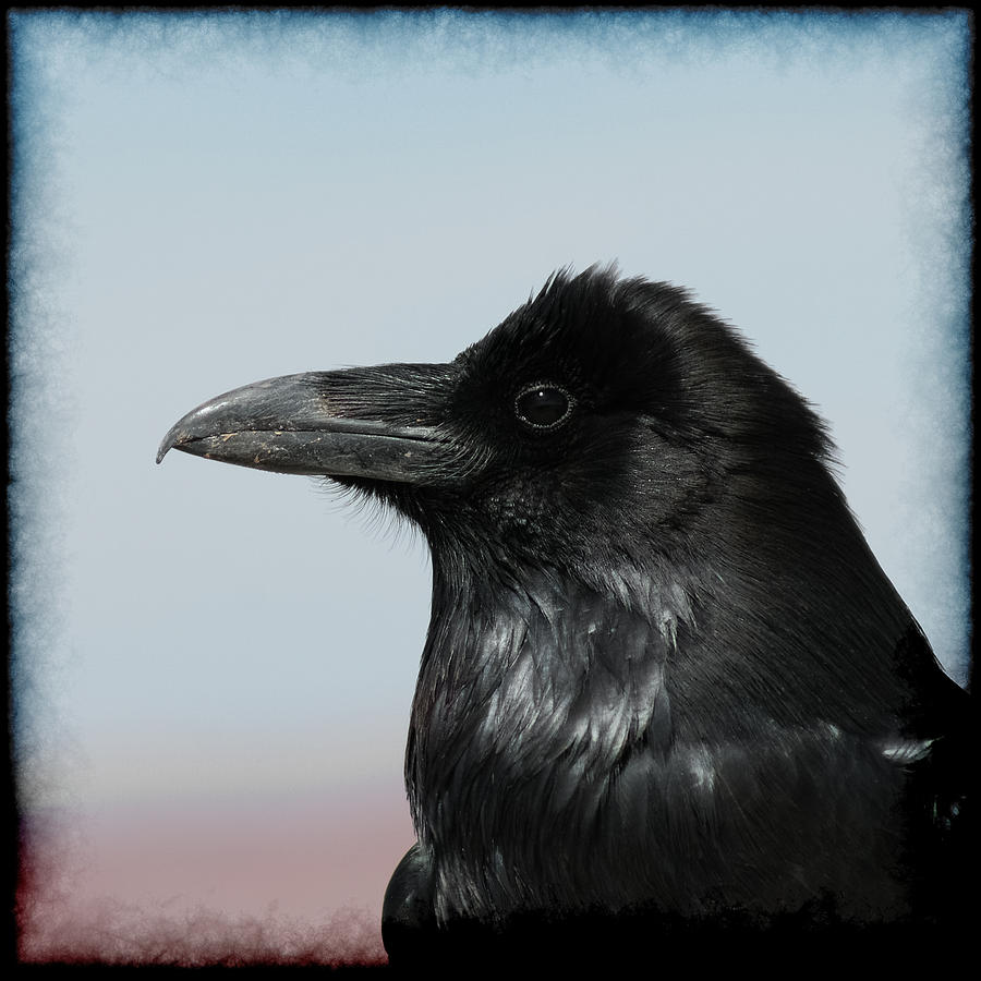 Raven Profile Photograph by Ernest Echols