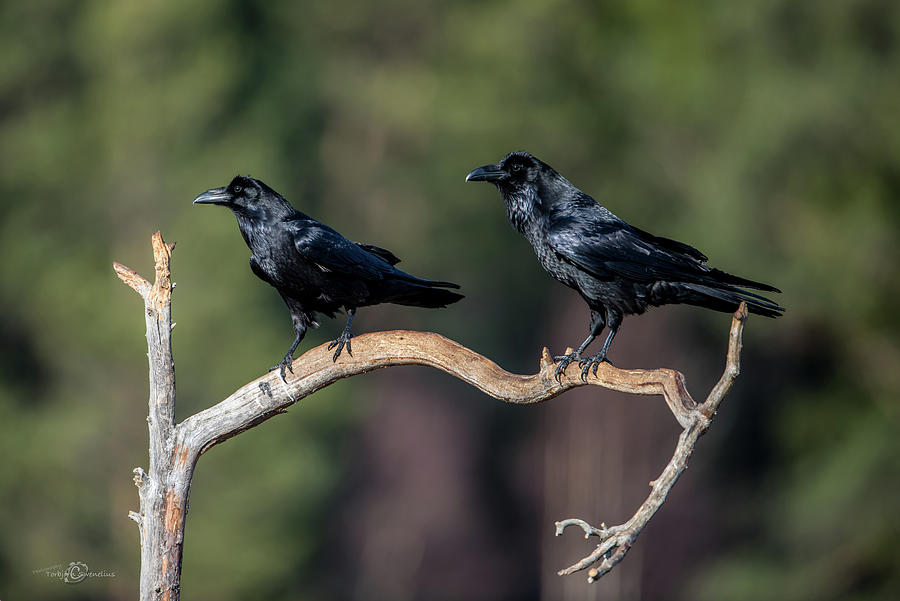 Raven Raven Photograph