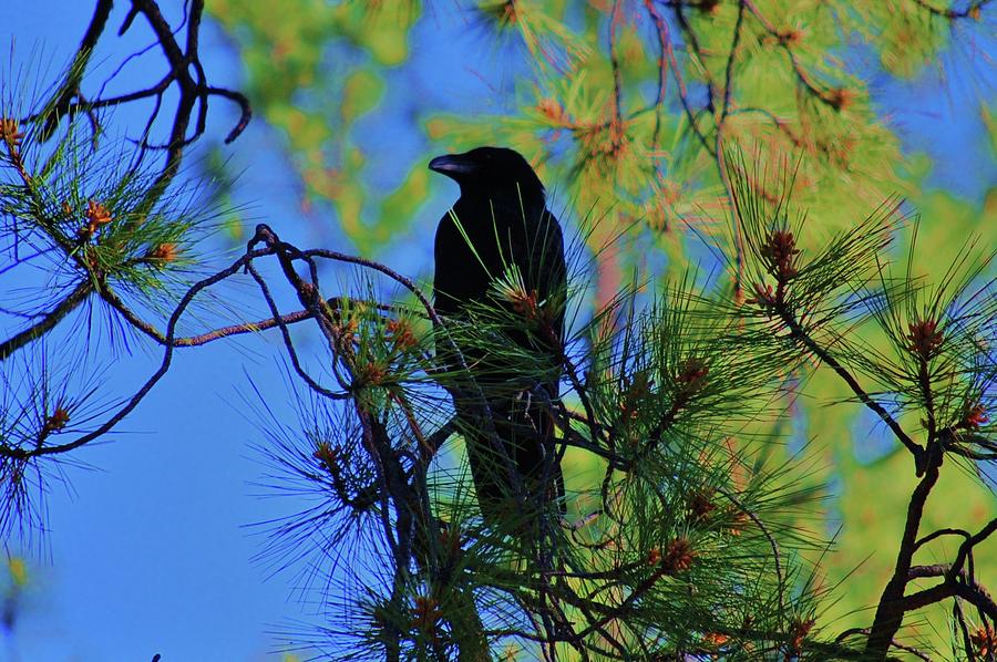 Raven Reverie Photograph by Helen Carson