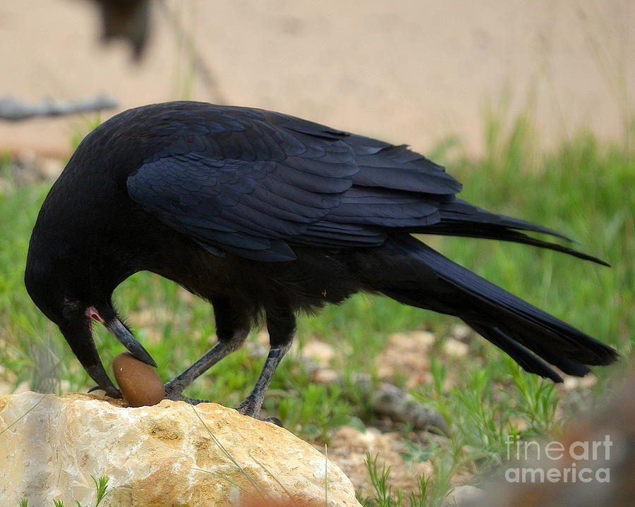 Raven Photograph - Raven Rock by Tru Waters