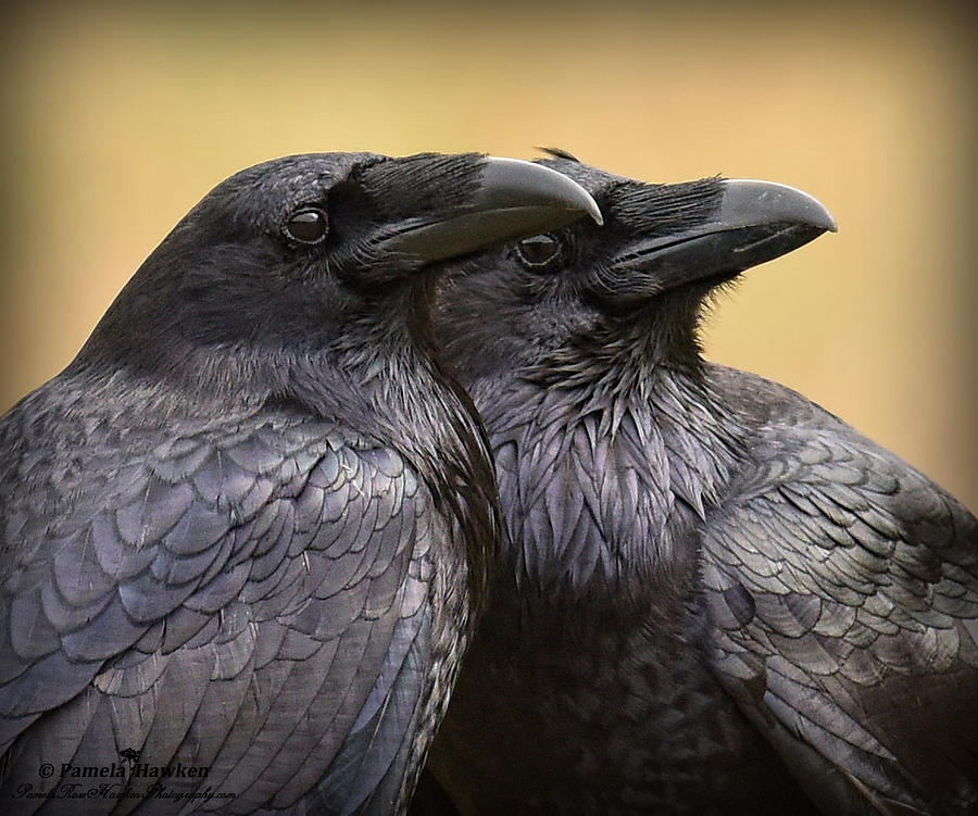 Raven Romance Photograph By Pamela Rose Hawken Pixels