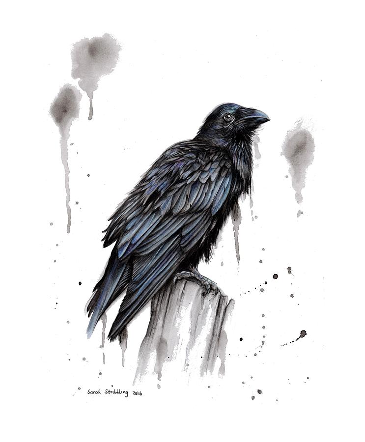 Raven Drawing by Sarah Stribbling Pixels