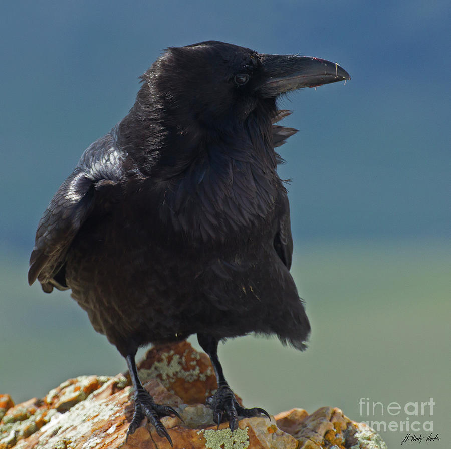 Raven-Signed-#6365 Photograph by J L Woody Wooden