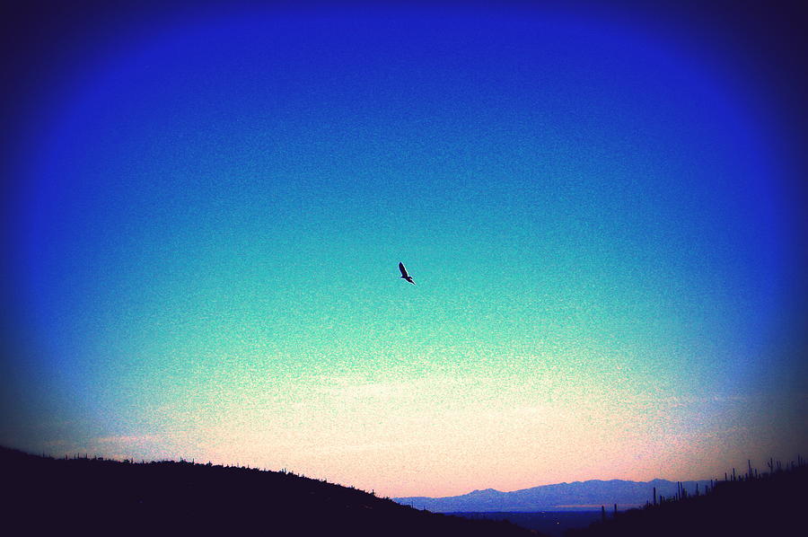 Raven Soaring Above Tucson -edited Photograph