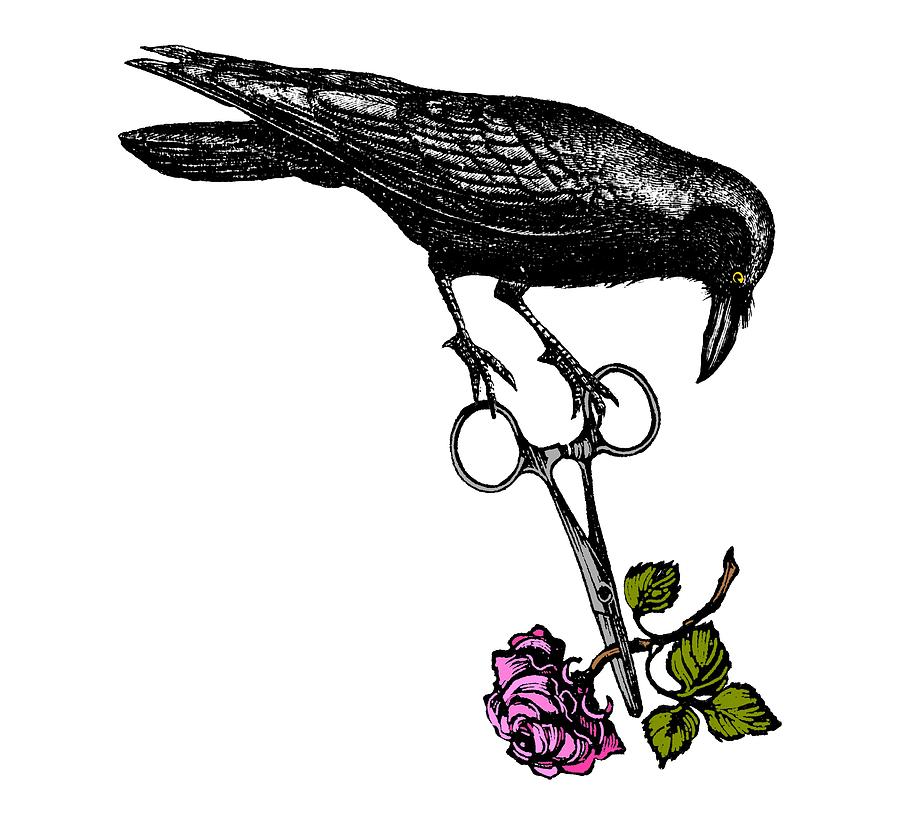 Raven Digital Art - Raven Steals The Gardeners Rose by Sandra McGinley