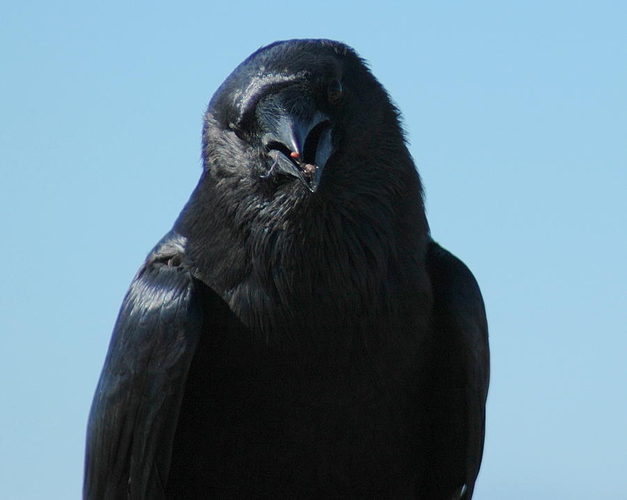 Raven Photograph by Teresa Stallings - Fine Art America