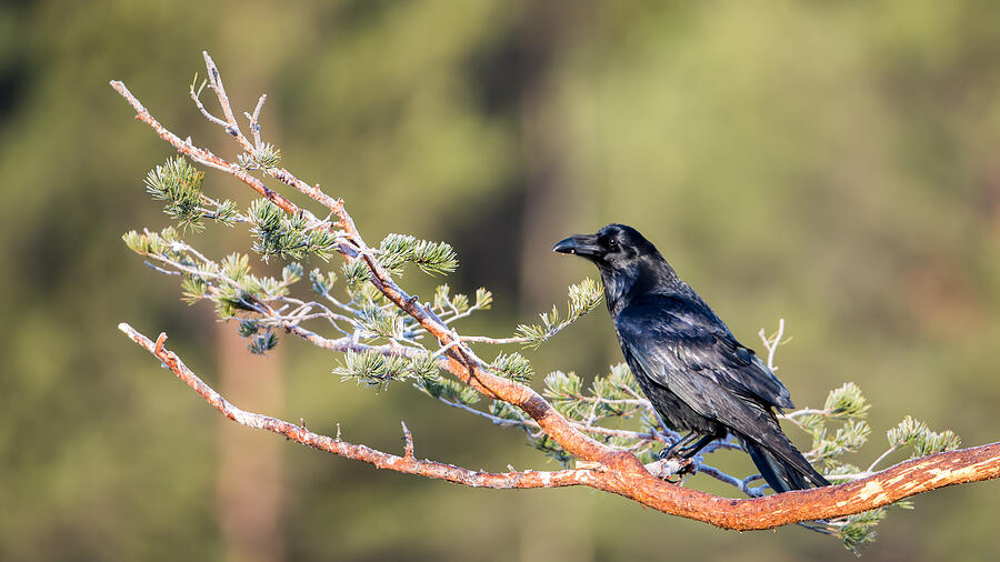 Raven Photograph by Torbjorn Swenelius