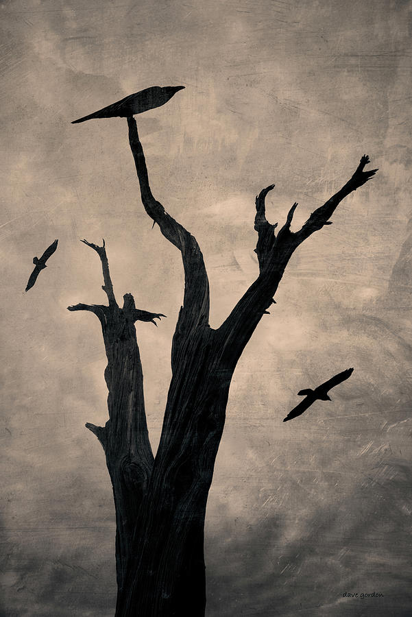 Raven Tree Photograph by David Gordon