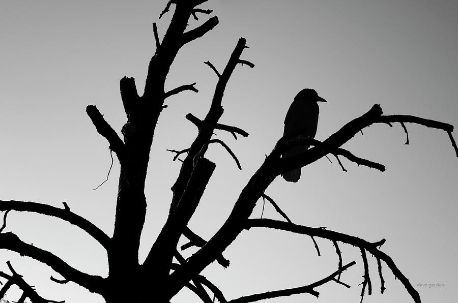 Raven Tree II BW Photograph by David Gordon