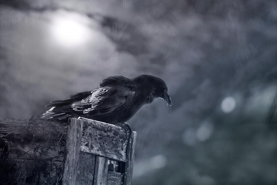 Raven Twilight Digital Art by Sue Capuano