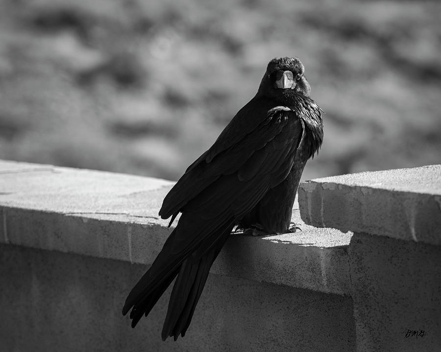 Bird Photograph - Raven VII BW by David Gordon