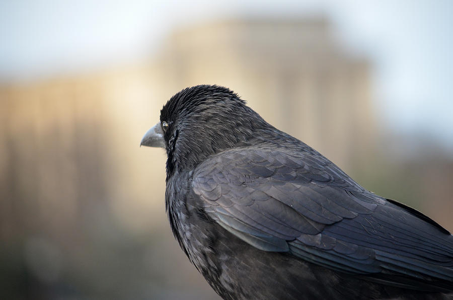 Raven With Trocadero In Paris Photograph By Lynn Langmade - Fine Art 