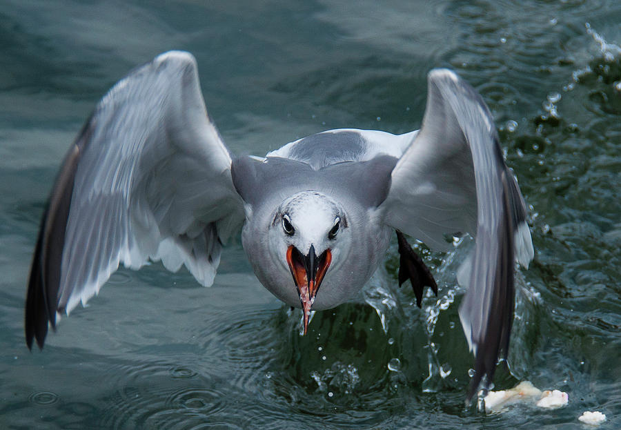 Ravenous Gull Photograph by John Roach