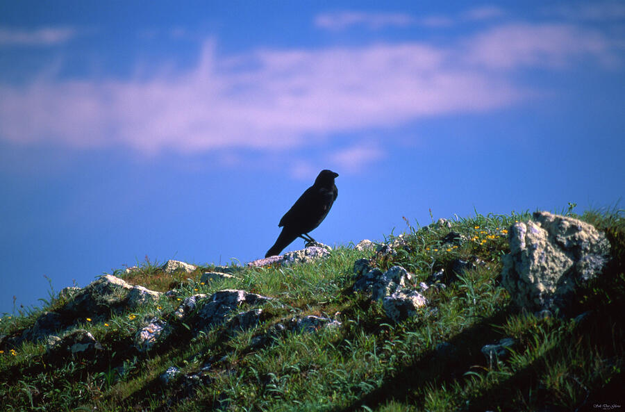 Raven Photograph - Ravens Blackness - Tomales Point by Soli Deo Gloria Wilderness And Wildlife Photography