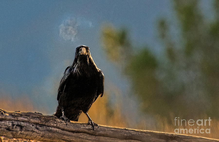 Ravens Breath Photograph by Lisa Manifold